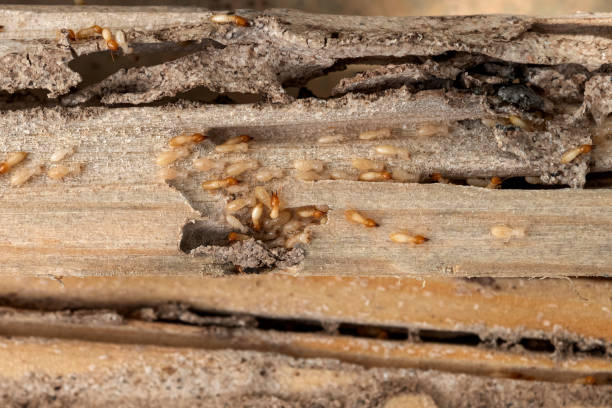 Reliable West Grove, PA Pest Control Solutions